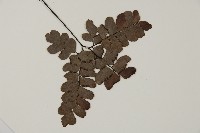 扇葉鐵線蕨藏品圖，第3張