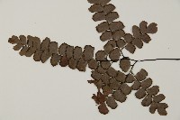 扇葉鐵線蕨藏品圖，第4張
