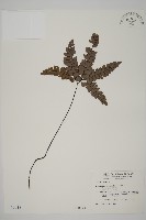 扇葉鐵線蕨藏品圖，第1張