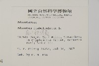 扇葉鐵線蕨藏品圖，第2張