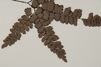 扇葉鐵線蕨藏品圖，第3張