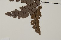 扇葉鐵線蕨藏品圖，第4張