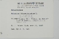 扇葉鐵線蕨藏品圖，第2張