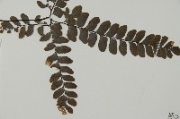 扇葉鐵線蕨藏品圖，第3張