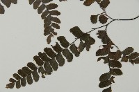 扇葉鐵線蕨藏品圖，第4張