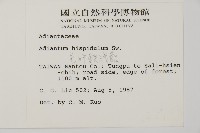 毛葉鐵線蕨藏品圖，第2張