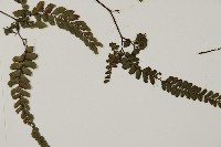 毛葉鐵線蕨藏品圖，第3張