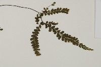 毛葉鐵線蕨藏品圖，第4張