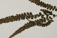 毛葉鐵線蕨藏品圖，第5張