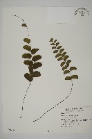 半月形鐵線蕨藏品圖，第1張