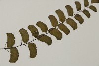 半月形鐵線蕨藏品圖，第3張