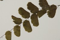 半月形鐵線蕨藏品圖，第4張