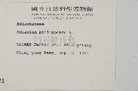 半月形鐵線蕨藏品圖，第2張