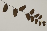 半月形鐵線蕨藏品圖，第3張