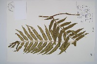 觀音座蓮藏品圖，第1張