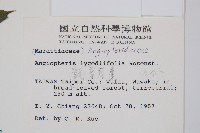 觀音座蓮藏品圖，第2張