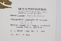 觀音座蓮藏品圖，第2張