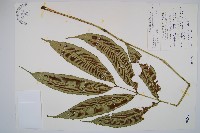 台灣原始觀音座蓮藏品圖，第1張