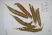 伊藤氏原始觀音座蓮藏品圖，第1張