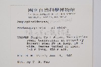 伊藤氏原始觀音座蓮藏品圖，第2張