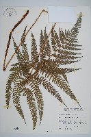 細葉複葉耳蕨藏品圖，第1張