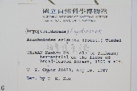 細葉複葉耳蕨藏品圖，第2張