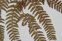 細葉複葉耳蕨藏品圖，第3張