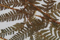 細葉複葉耳蕨藏品圖，第4張