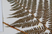 細葉複葉耳蕨藏品圖，第5張