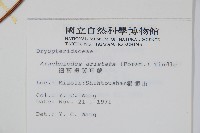 細葉複葉耳蕨藏品圖，第2張