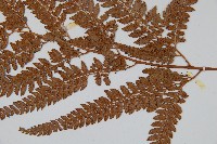 細葉複葉耳蕨藏品圖，第3張