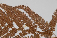 細葉複葉耳蕨藏品圖，第4張