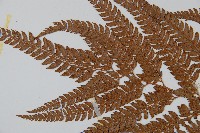 細葉複葉耳蕨藏品圖，第5張