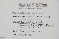 臺灣兩面複葉耳蕨藏品圖，第2張