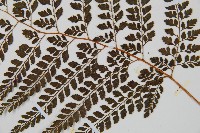 臺灣兩面複葉耳蕨藏品圖，第3張