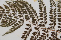 臺灣兩面複葉耳蕨藏品圖，第4張