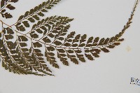 臺灣兩面複葉耳蕨藏品圖，第5張