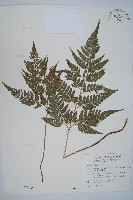 小葉複葉耳蕨藏品圖，第1張