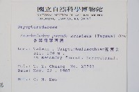 小葉複葉耳蕨藏品圖，第2張