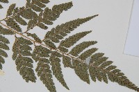 小葉複葉耳蕨藏品圖，第3張