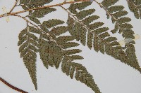 小葉複葉耳蕨藏品圖，第4張