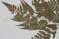 小葉複葉耳蕨藏品圖，第5張