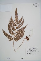 斜方複葉耳蕨藏品圖，第1張