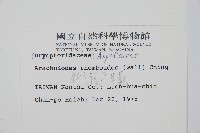 斜方複葉耳蕨藏品圖，第2張