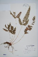 斜方複葉耳蕨藏品圖，第1張