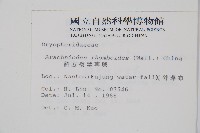 斜方複葉耳蕨藏品圖，第2張