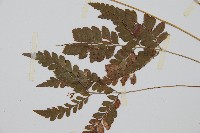 斜方複葉耳蕨藏品圖，第3張