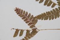 斜方複葉耳蕨藏品圖，第4張