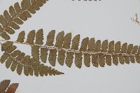 斜方複葉耳蕨藏品圖，第5張