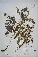 斜方複葉耳蕨藏品圖，第1張